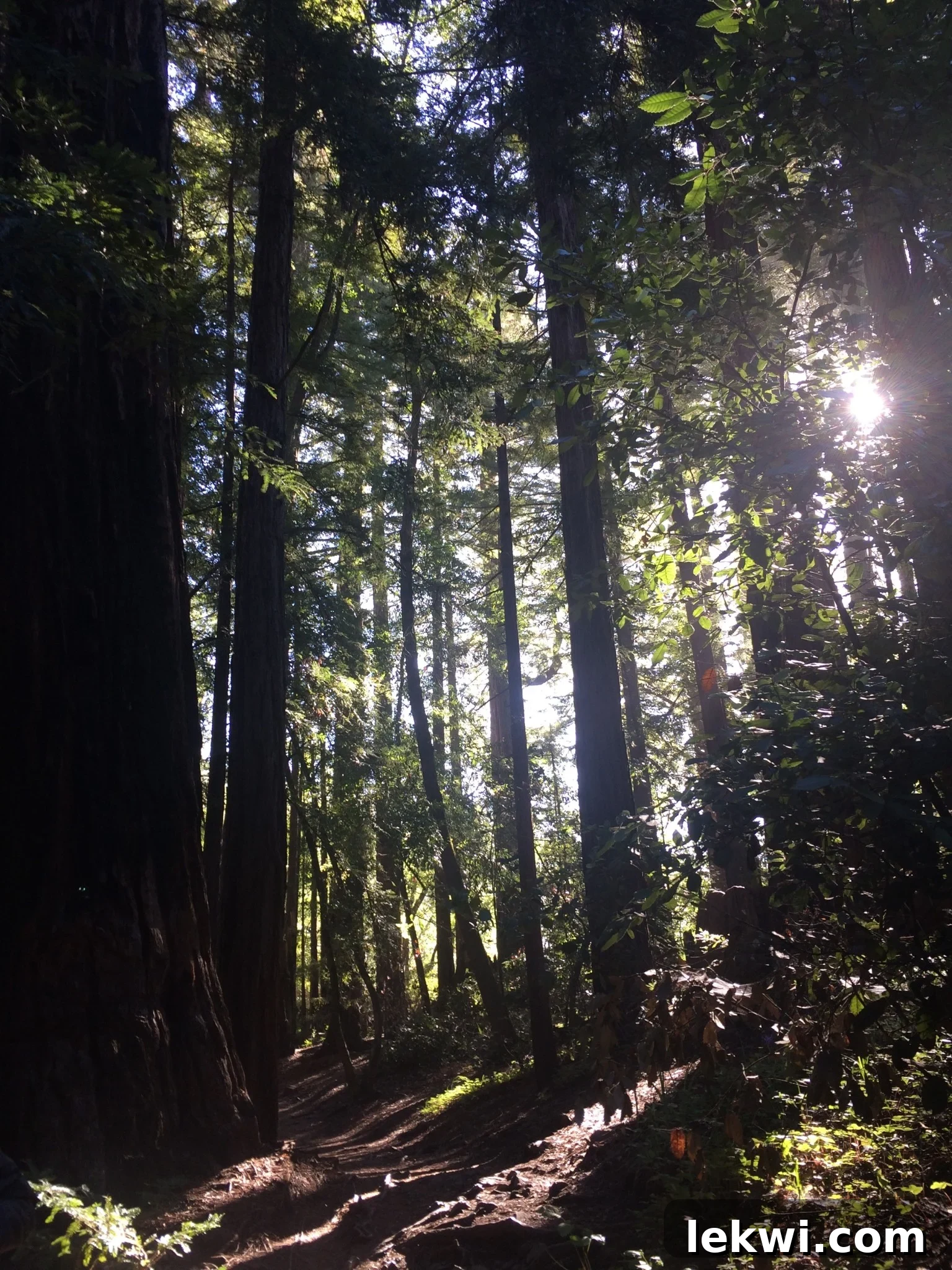A scenic view of Big Sur State Park, with lush trees and a winding river, capturing the natural beauty of California.