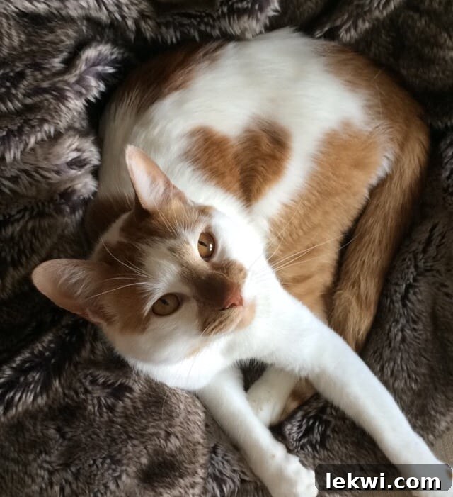 Stinky the cat with a heart on his side