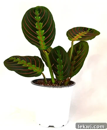 A white pot with a plant growing out of it.