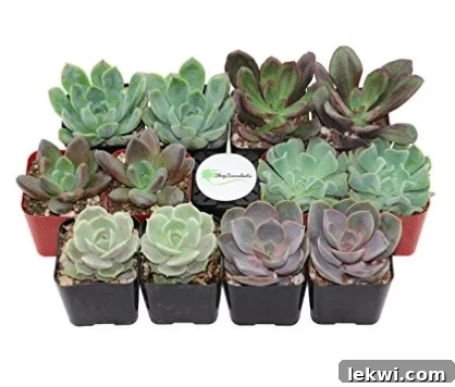 12 succulent plants of different varieties in planters next to it.