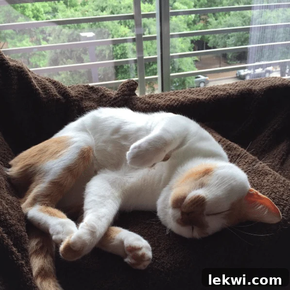 A serene evening scene with a pet cat resting comfortably, symbolizing relaxation and downtime with family.