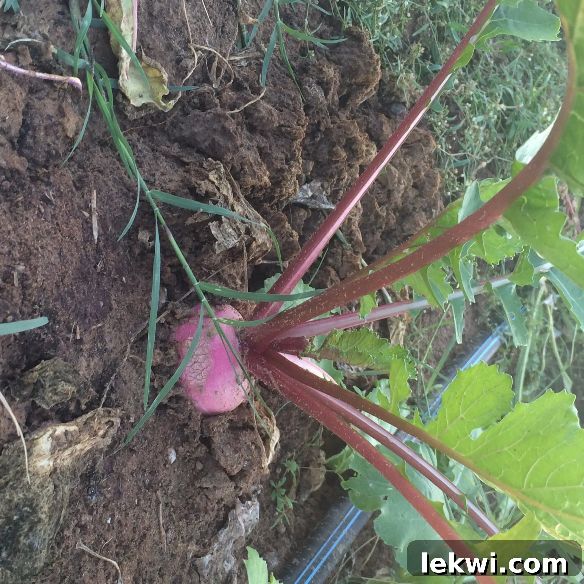 Autumn Harvest: Johnson's Organic Garden Tour and Potluck 6 Rows of freshly grown vegetables thriving in the fields of Johnson's Backyard Garden during the farm tour.