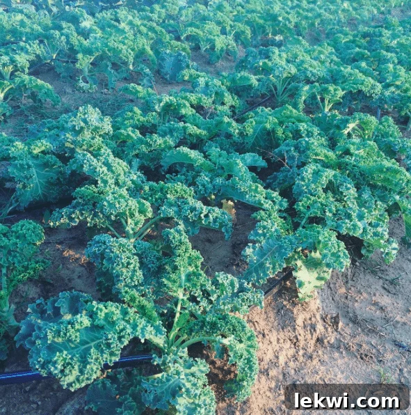 Autumn Harvest: Johnson's Organic Garden Tour and Potluck 7 Overhead view of various organic produce growing at JBG, illustrating the farm's bounty.