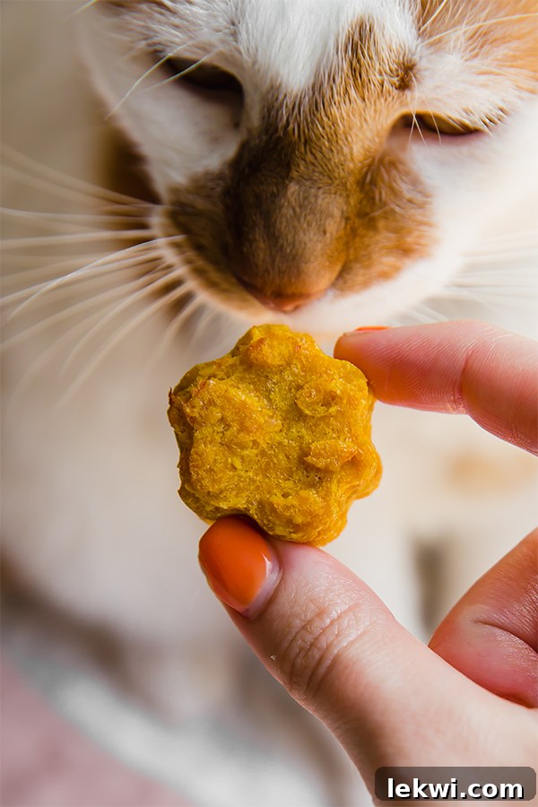 Close-up of baked salmon and pumpkin cat treats.